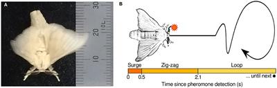 Identification of Exploration and Exploitation Balance in the Silkmoth Olfactory Search Behavior by Information-Theoretic Modeling